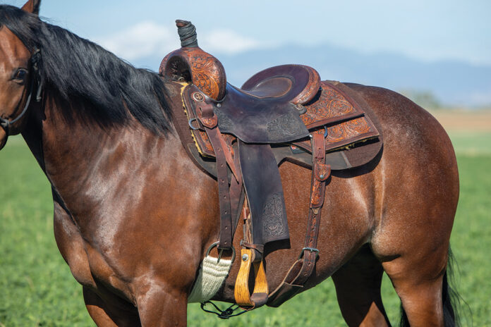 buy horse riding equipment