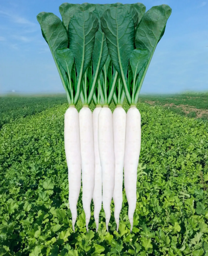 radish palak patta radish palak patta