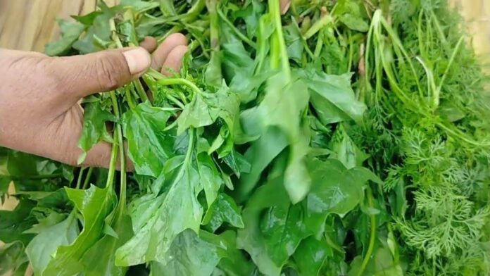 green methi leaves